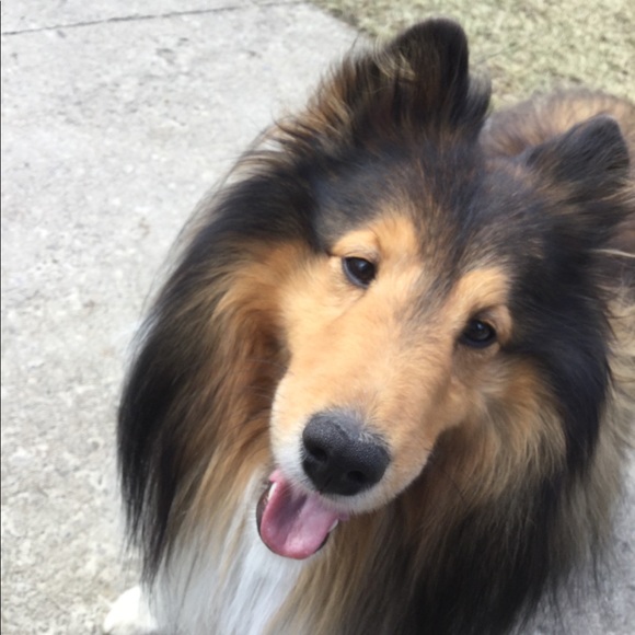 Meet your Posher, Dominique - Picture 1 of 1